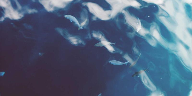 广东水元素解析：厌氧氨氧化工艺在污泥消化液脱氮处理中的启动策略与稳定运行